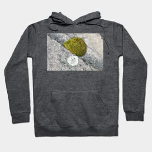 Rock Moss Hoodie